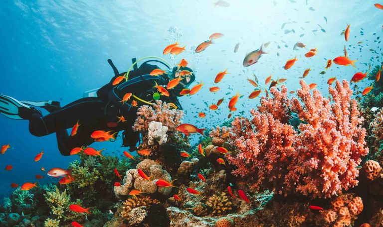 Búvár a víz alatt, Balázs Norbert-Scubaschool Kaposvár, Naui Búvár oktatás és Tanfolyamok.