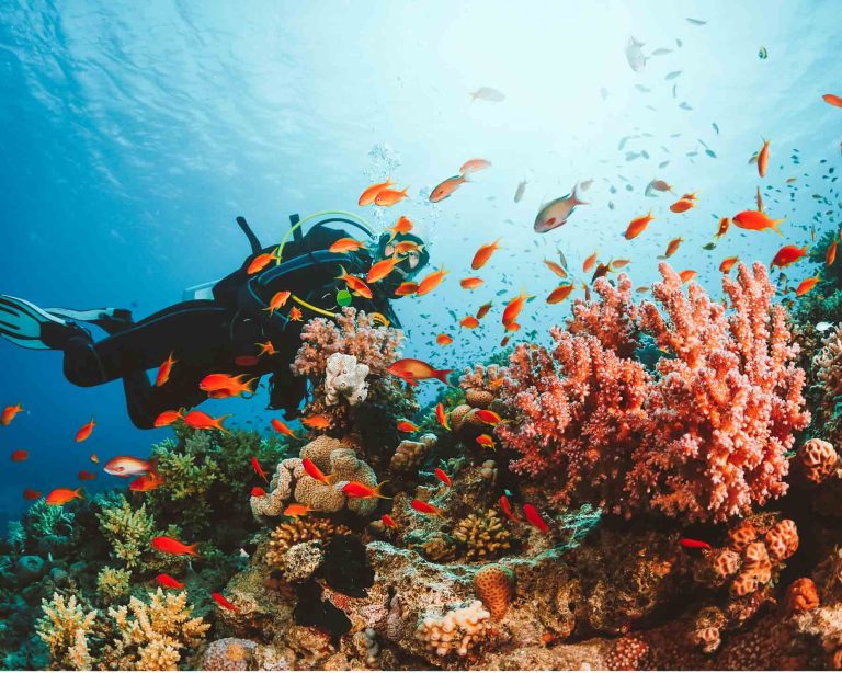 Búvár a víz alatt, Balázs Norbert-Scubaschool Kaposvár, Naui Búvár oktatás és Tanfolyamok.